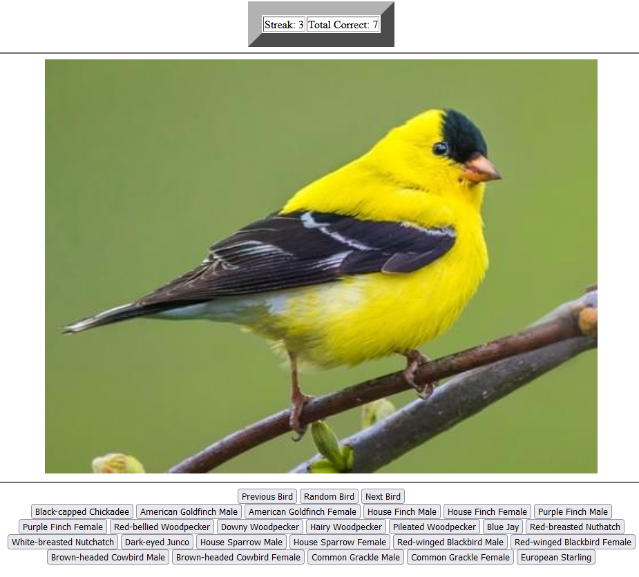 Bird Project Webpage Preview